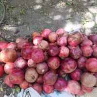 انار میخوش|عمدهفروشی|مهریز, |دیوار