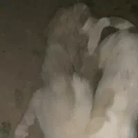 سه توله سگ افغان.