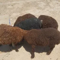 بره گوسفند