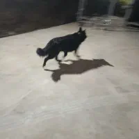 سگ‌ نگهبان/هاسکی/ژرمن / بومی واگذاری