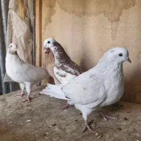 ماده کفتر|پرنده|تهران, آشتیانی|دیوار