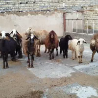 حیوانات|حیوانات مزرعه|بیرانوند, |دیوار