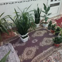 فروش گل|گل و گیاه طبیعی|بیستون, |دیوار