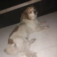 سگ پاکوتاه
