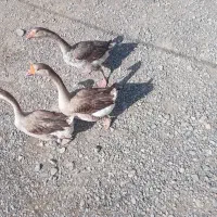 غاز|حیوانات مزرعه|نیمروز, |دیوار