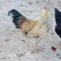 یک عدد خروس جوان زیر مرغی