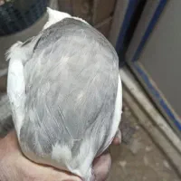 طوقی|پرنده|شیراز, شهرک گلها|دیوار