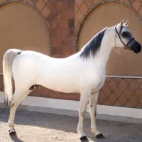 اسب عرب مصری دو سر وارداتی