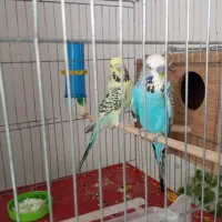 مرغ عشق انگلیسی درشت