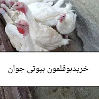 بوقلمون بیوتی