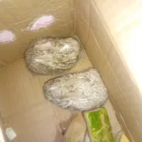 خرگوش