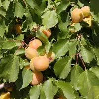 باغ در سعیداباد|فروش دفتر صنعتی، کشاورزی، تجاری|گلپایگان, |دیوار