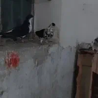 کفتر پشت سرور زرد وخوشرنگ سیاه  ماده|پرنده|شیراز, دودمان|دیوار