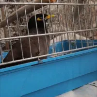 مرغ مینا