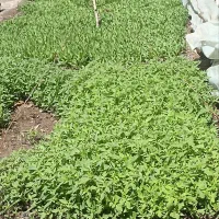 نهال|خدمات باغبانی و درختکاری|سبزوار, هویزه|دیوار
