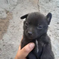 سگ باتربیت|سگ|تایباد, |دیوار