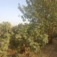 فروش ویلا با آب و برق و مجوز ساخت در ساوه|فروش دفتر صنعتی، کشاورزی، تجاری|تهران, صادقیه|دیوار