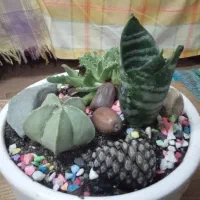 دیش گاردن کاکتوس