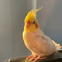 عروس هلندی سخنگو