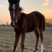 کره عرب یسر ۵ ماهه|اسب و تجهیزات اسب‌سواری|شهریار, اسکمان|دیوار