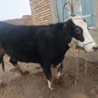 گوساله سیمنتال