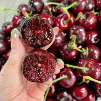 نهال کیوی الو ازگیل گردو توت‌فرنگی بلوبری گیلاس
