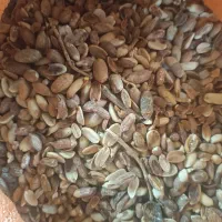 ضایعات و تفاله بادام زمینی