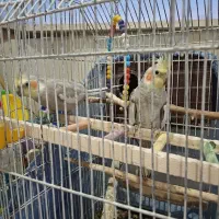 یه جفت عروس هلندی