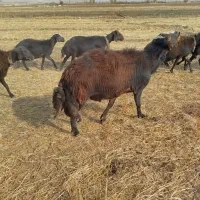 قوچ میش بره|حیوانات مزرعه|الیگودرز, |دیوار