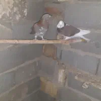 کبوترها|پرنده|طبس, |دیوار