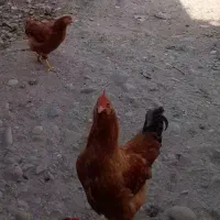 خروس زیبا دوتا باهم دانه ای ۵۰۰