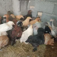 یک عدد مرغداری با تمام امکانات یک جا واگذار میگردد