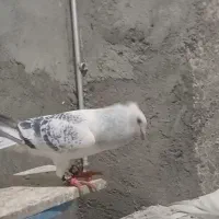 جفت کرمانی کاکلی درجه ۱|پرنده|مه ولات, |دیوار