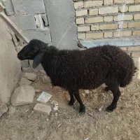 یک راس بره نر قزل افشاری برای نسل کشی|حیوانات مزرعه|شراء, |دیوار