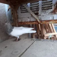 کبوتر کله و دم سفید|پرنده|مشهد, کوشش|دیوار