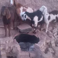 بزغاله ماده