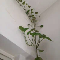 گل طبیعی به فروش می رسد