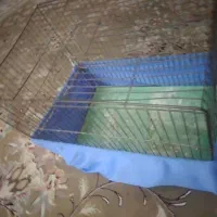 قفس پرنده