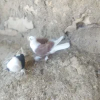 کبوتر قندی و دوکت سیاه|پرنده|اهرم, |دیوار