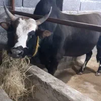 ورزا چالوسی