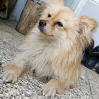 سگ پامر روباهی