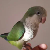 طوطی راهب سبز گم شده