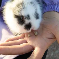 خرگوش لوپ|موش و خرگوش|پرند, فاز ۶|دیوار