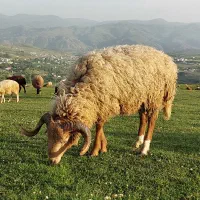 گوسفند نر بفروش میرسد