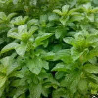 سبزی کوتکوتو(کاکوتی)