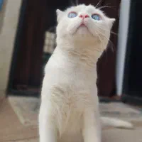 گربه بریتیش