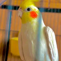 عروس هلندی لوتینو