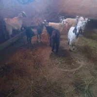 ۹راس بزغاله ۶۰ملیون