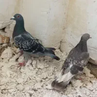 کبوتر آلمان