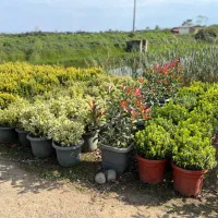 کاشت درخت و طراحی باغ و باغشهر|خدمات باغبانی و درختکاری|صدرا-فارس, فاز ۱|دیوار